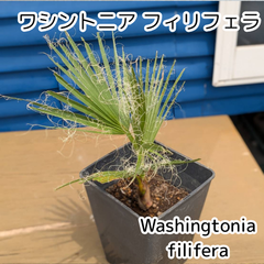 【鉢ごと発送】ワシントンヤシ　ワシントニアフィリフェラ　Washingtonia filifera　2025-5-14-wf1