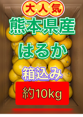 北海道沖縄離島追加送料無し　熊本県産みかん《はるか》箱込み約10kg