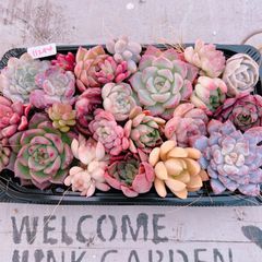 多肉植物 寄せ植え用バラエティーset♡11294