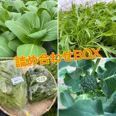 旬の野菜セット　80サイズ