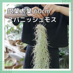 【銀葉太葉】 【スパニッシュモス 60cm】 Ｌサイズ　チランジア エアプランツ エアープランツ ウスネオイデス