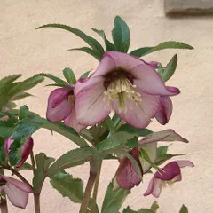 2026年最新】クリスマスローズプチドールの人気アイテム - メルカリ