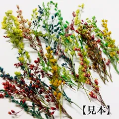 Luccy様☆【押し花素材】ソリダコ 着色 ♡ （0203）