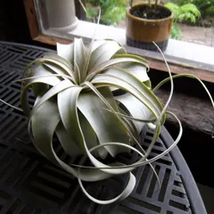 エアープランツキセログラフィカ3株456番