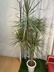コンシンネ A21 幹曲がり樹形 観葉植物 現物販売