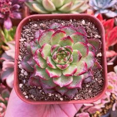 多肉植物　ヘアリナ xルビン 大苗　抜き苗るる農園