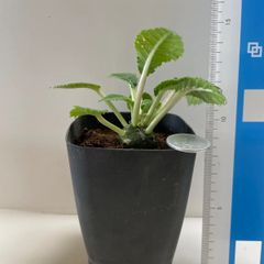 多肉植物　コーデックス　ドルステニア　フオエチダ　抜き苗　根付き