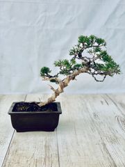 糸魚川真柏　小品盆栽　いといがわしんぱく