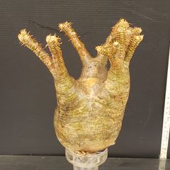 J530【最新到着】Pachypodium　グラキリス（MS）（現地球・抜き苗）【塊根植物】パキポディウム　グラキリス