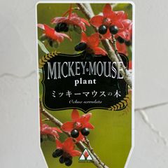 【庭木】ミッキーマウスの木（オクナ・セルラタ）　3号ラベル苗