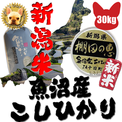令和4年 新潟県産 魚沼産 棚田 コシヒカリJA物 1等玄米 30kg 精米無料