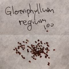 【種子100粒】グロッチフィルム・霊牛 Glottiphyllum regium