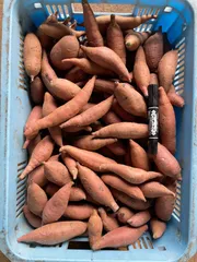 さつまいも 訳あり【小芋】紅はるか5kg さいたま産 土付き 今季新物 さいたま芋