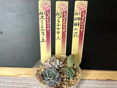 2025年最新】珊瑚の花 おらいさんの人気アイテム - メルカリ