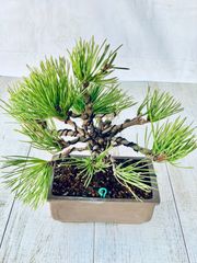 黒松　盆栽　くろまつ