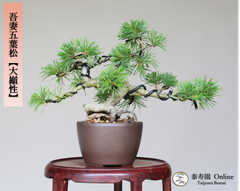 吾妻五葉松【大巓性】ダイテンショウ 実生 小品盆栽【泰寿園 Online】現品 一点物 盆栽 松柏 室内 鑑賞 趣味 卓上盆栽 盆栽鉢 グリーン 和 ギフト プレゼント 贈答品 ミニ盆栽 誕生日 母の日 父の日 敬老の日 記念日 お祝い 47
