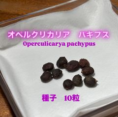 種子10粒」オペルクリカリア パキプス - メルカリ