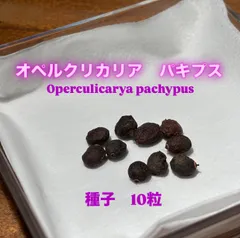 オペルクリカリア　パキプス　種子　10粒のサムネイル