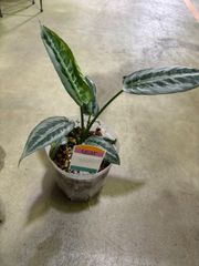 スキマストグロティス・ハイナエンシス　４号　ネガミエル　美しい　葉模様　観葉植物　インテリア　グリーン