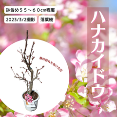 ハナカイドウ（プラ鉢）