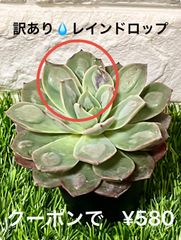 訳あり レインドロップ💧 多肉植物 多肉 エケベリア