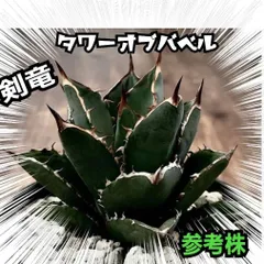 [as]アガベ　3点セット　三叉戟　チタノタブルー　剣竜 アガベ チタノタ 三叉戟