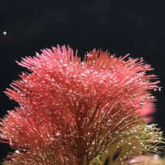 【水草】レッドカボンバ　水中葉5本