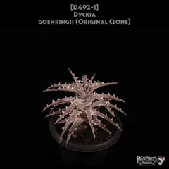 2025年最新】Dyckia ディッキアの人気アイテム - メルカリ