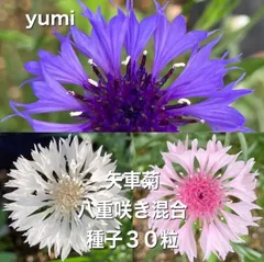 非加熱 0.53ct 〜Petal〜 コーンフラワーブルーサファイア 直販価格