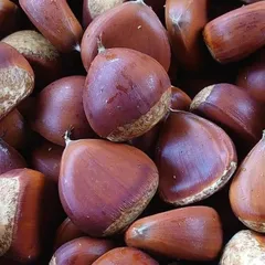 2026年最新】生栗の人気アイテム - メルカリ