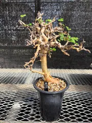 発根済 良型 コミフォラ　ストックシアナ　灌木 コミフォラ ストックシアナ No.24 × 