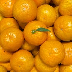 愛媛産　味濃い玉津みかん　厳選小玉　菊みかん3kg
