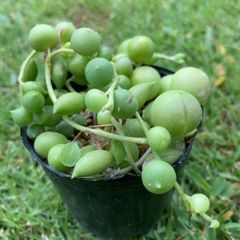 グリーンネックレス多肉植物