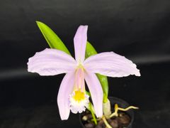 ★洋蘭★原種★カトレア★C. jongheana★ジョンゲアナ★実生初花★着生蘭★国産実生★ブラジル原産のミディカトレア★現在開花中★4-10