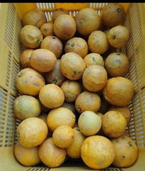 クール便】農薬不使用レモン 加工用2kg 愛媛産※北海道、東北、沖縄は 