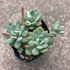 クリシエンライオン　クリッシーnライアン　抜き苗　多肉植物　モフ多肉　エケベリア