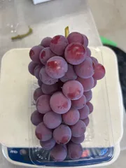 さくら様専用ページ