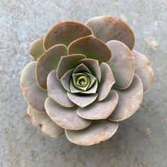 多肉植物 カット苗 アエオニウム オーレア 発根済
