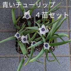 【訳あり】幻の青いチューリップ　アルバコエルレアオクラータ　レア　４ポットセット
