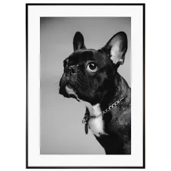 動物写真 犬 フレンチブルドッグ インテリア モノクロアートポスター額装 AS1819