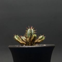 "Euphorbia ferox" ユーフォルビア フェロックス【勇猛閣】 管理2253