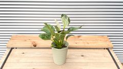 【観葉植物】フィロデンドロン　バーキン　5号鉢