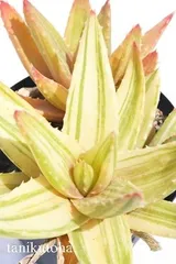不夜城錦 美斑 アロエ Mサイズ5.5ｃｍポット aloe nobiris f. variegata 斑入り 多肉植物 多肉永遠