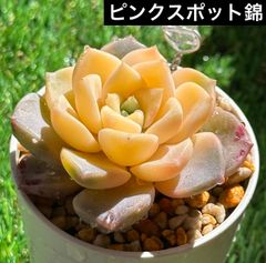 ルキちゃんの輸入苗韓国苗多肉植物お店 - メルカリShops