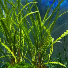 クリプトコリネ　バランサエ　1株