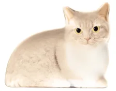 【特価セール】デコレコーポレーション Oh my cats リアルキャット豆皿 豆皿 Oh my cats リアルキャット豆皿 マンチカン CA-86409 本物そっくり 転写 インテリア