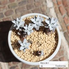 グリーニーホワイトフォームA TK159 ダドレア 2.5寸ポット おすすめ販売 写真の子をお届け 特定販売