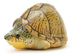 動物の惑星　アオウミガメ　フィギュア インセクテック動物の惑星フィギュア専門店 - Yahoo!ショッピング