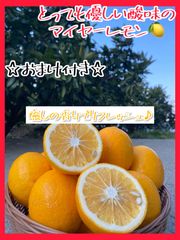 【おまけ付き】レモン マイヤーレモン  家庭用 2.4キロ