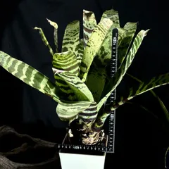 フリーセア　ハイパースペース　Vriesea 'Hyperspace'激レア 楽天市場】フリーセア（観葉植物｜花・観葉植物）：花・ガーデン
